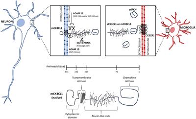 Age-dependent changes on fractalkine forms and their contribution to neurodegenerative diseases